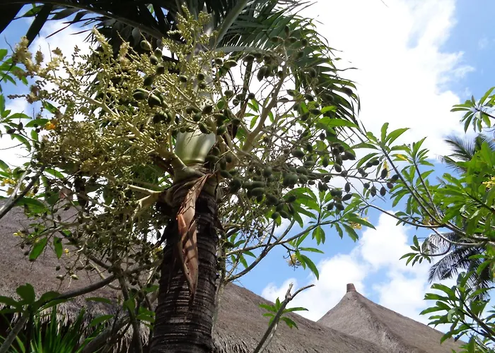 Mushroom Garden Villas Nusa Lembongan 